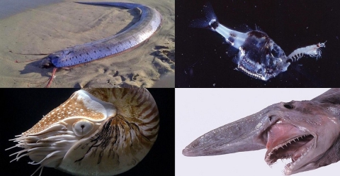 Dal "re di aringhe" alla "scarpetta di cristallo": tutte le creature che popolano gli abissi marini